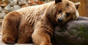 A bear makes headline news at Bangkok Airport