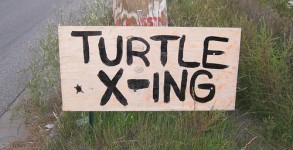 Watch out: Turtle Crossing! Watch out: Turtle Crossing!