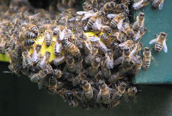 This week: bees on a plane, a new airport invention & Ashton Kutcher