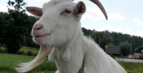 Goats wanted for a U.S. airport