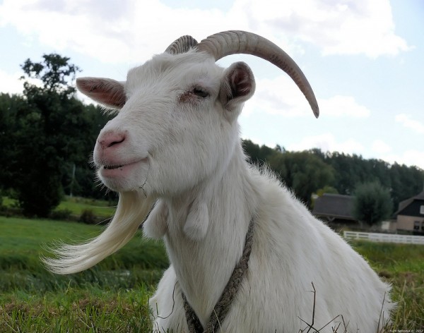 This week: Changi wins again, goats wanted for an airport & more