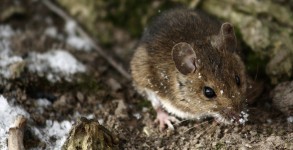 Mice, Snow and more in this weeks update