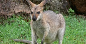 A kangaroo causing trouble at Melbourne Airport
