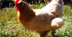 Chicken causes power failure at a Hawaii airport